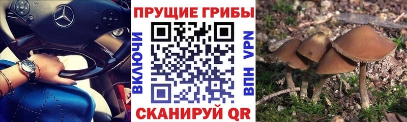 Галлюциногенные грибы мицелий  Липки 
